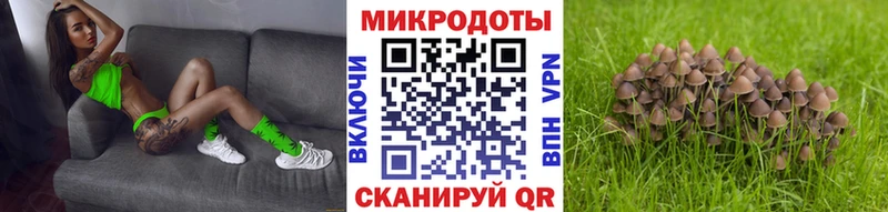 где купить наркоту  Щигры  Галлюциногенные грибы Psilocybe 
